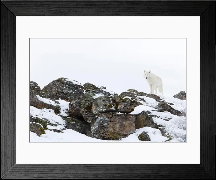 Framed Print : Arctic wolf Canis lupus arctos, adult standing on snow covered rocks, controlled conditions