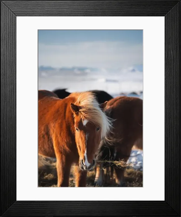 Framed Print : A beautiful Icelandic horse with a blonde mane feeds in the golden light of a winter afternoon Framed Print : A beautiful Icelandic horse with a blonde mane feeds in the golden light of a winter afternoon