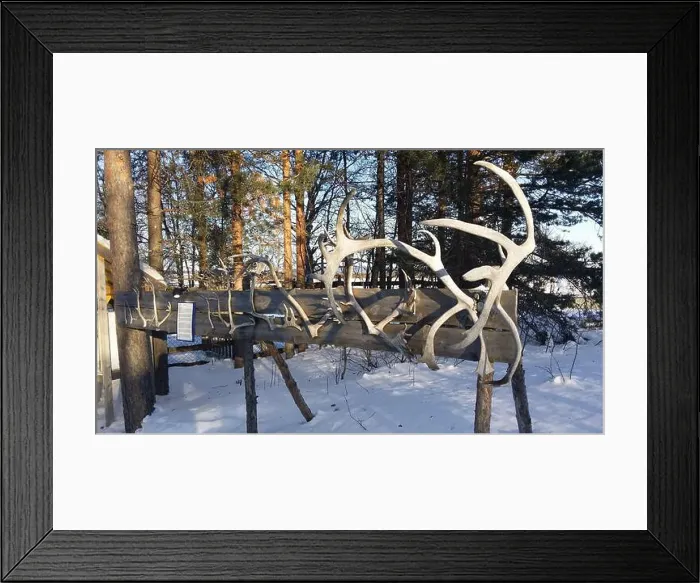 Framed Print : Reindeer horns exposed in a snowy field in northern Sweden