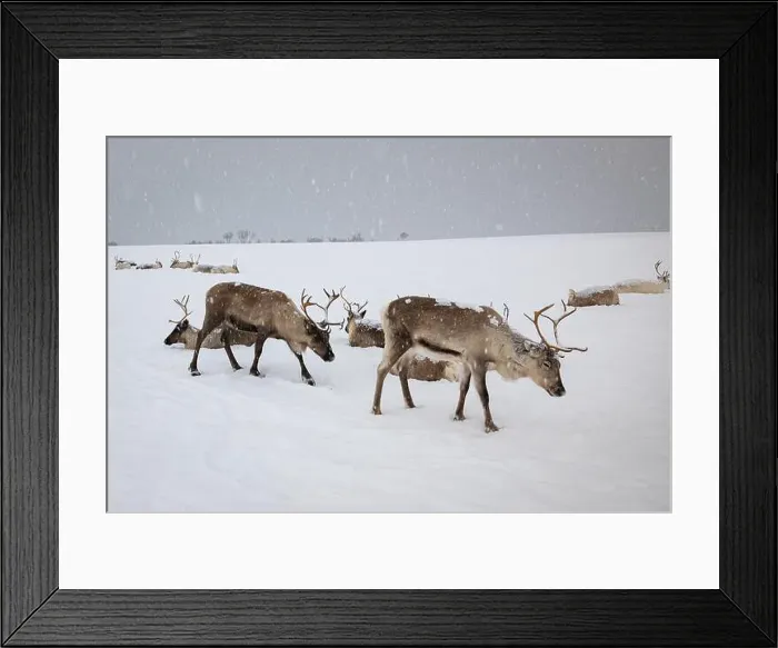 Framed Print : Winter image of Saami reindeer in the arctic landscape near Tromsø in northern Norway