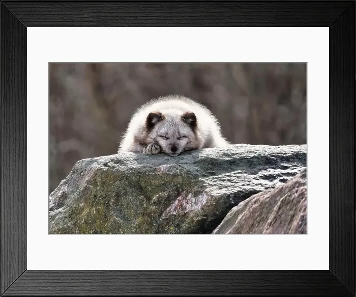Framed Print : Arctic fox in an animal sanctuary