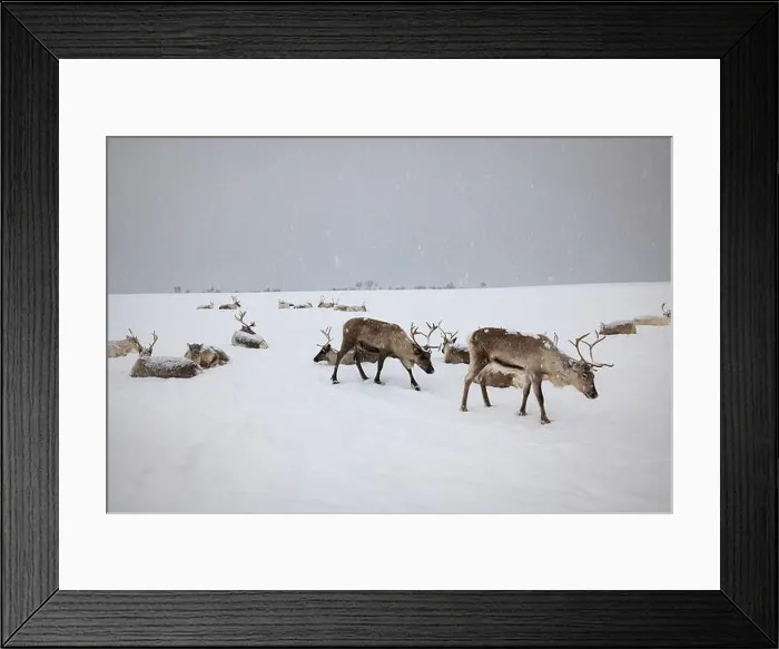 Framed Print : Reindeer in northern Norway walk slowly through a snowy landscape near a Saami camp, Tromsø, Norway Framed Print : Reindeer in northern Norway walk slowly through a snowy landscape near a Saami camp, Tromsø, Norway