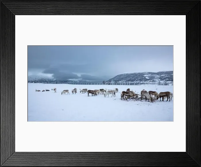 Framed Print : Beautiful panoramic image of a herd of reindeer on a saami farm near Tromsø in northern Norway Framed Print : Beautiful panoramic image of a herd of reindeer on a saami farm near Tromsø in northern Norway