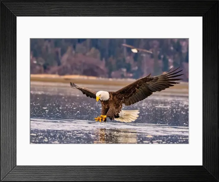 Framed Print : Solitary eagle soaring over icy beach water Framed Print : Solitary eagle soaring over icy beach water