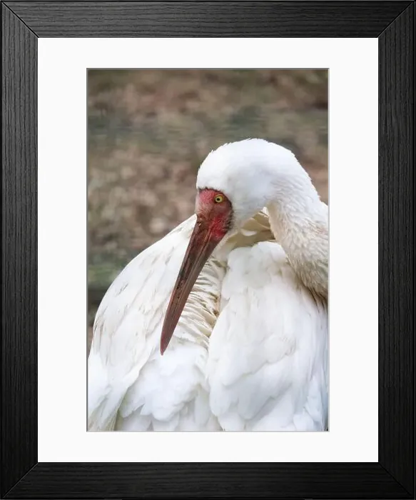 Framed Print : Siberian crane (Grus leucogeranus), also known as the snow crane. Wildlife animal Framed Print : Siberian crane (Grus leucogeranus), also known as the snow crane. Wildlife animal