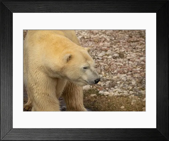 Framed Print : Male of Polar bear (Ursus maritimus) on land in zoo Framed Print : Male of Polar bear (Ursus maritimus) on land in zoo