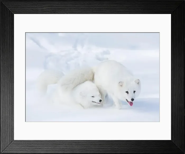 Framed Print : Arctic fox Vulpes lagopus, 2 adults in winter coat, walking in snow, controlled conditions Framed Print : Arctic fox Vulpes lagopus, 2 adults in winter coat, walking in snow, controlled conditions
