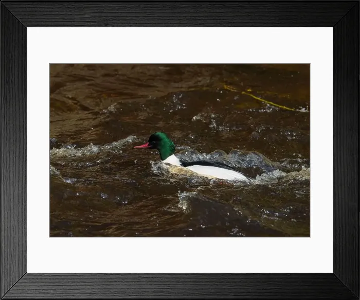 Framed Print : Drake Goosander (Mergus merganser) on a fast flowing river in the Peak District England Framed Print : Drake Goosander (Mergus merganser) on a fast flowing river in the Peak District England