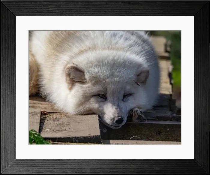 Framed Print : Cute white fox muzzle close-up, in the winter fur. Sleeping Arctic Fox enjoying the springtime sunlight Framed Print : Cute white fox muzzle close-up, in the winter fur. Sleeping Arctic Fox enjoying the springtime sunlight