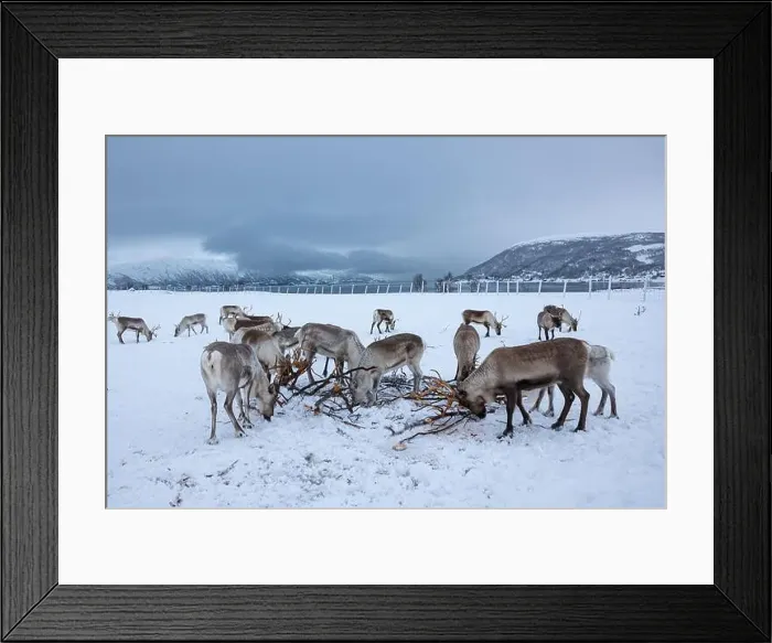 Framed Print : Herd of reindeer in the snow are searching for food at a Saami camp near Tromso in northern Norway