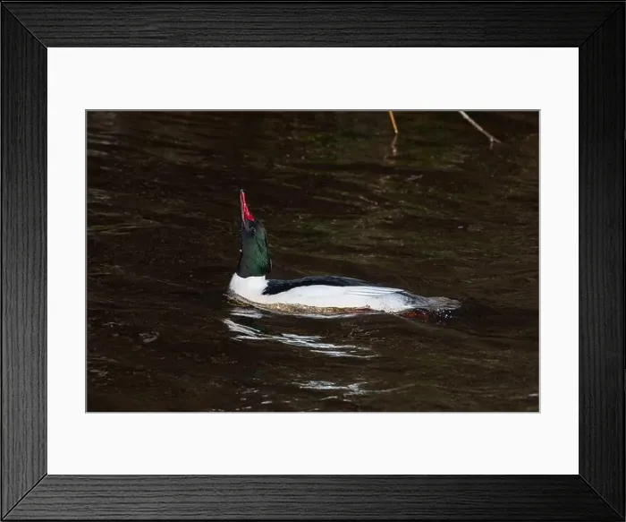 Framed Print : Drake Goosander (Mergus merganser) on a fast flowing river in the Peak District England Framed Print : Drake Goosander (Mergus merganser) on a fast flowing river in the Peak District England
