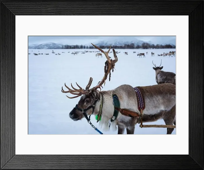 Framed Print : Reindeer used to pull sledges by the Saami above the artcic circle, near Tromso, northern Norway Framed Print : Reindeer used to pull sledges by the Saami above the artcic circle, near Tromso, northern Norway