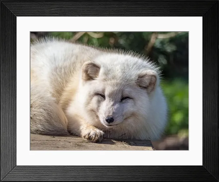 Framed Print : Cute white fox muzzle close-up, in the winter fur. Sleeping Arctic Fox enjoying the springtime sunlight Framed Print : Cute white fox muzzle close-up, in the winter fur. Sleeping Arctic Fox enjoying the springtime sunlight