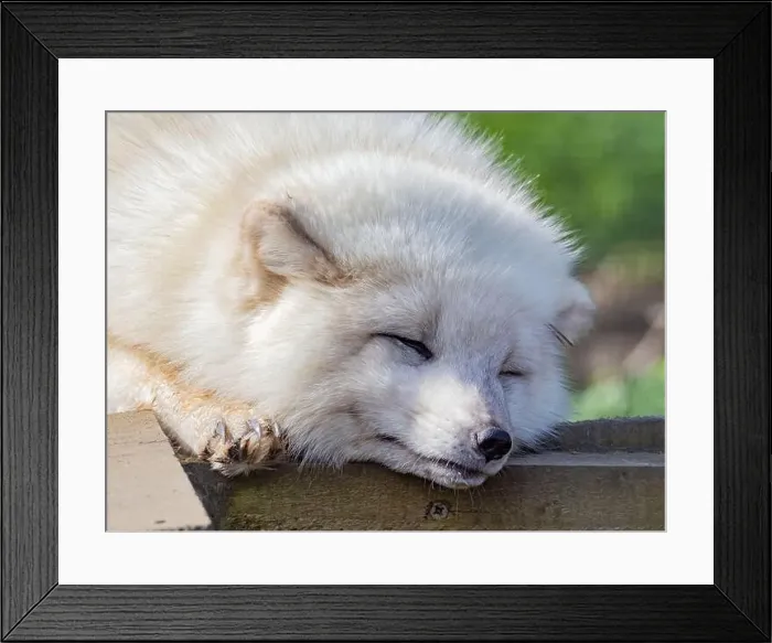 Framed Print : Cute white fox muzzle close-up, in the winter fur. Sleeping Arctic Fox enjoying the springtime sunlight Framed Print : Cute white fox muzzle close-up, in the winter fur. Sleeping Arctic Fox enjoying the springtime sunlight