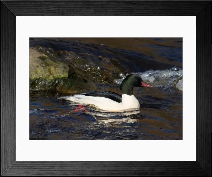 Framed Print : Drake Goosander (Mergus merganser) on a fast flowing river in the Peak District England Framed Print : Drake Goosander (Mergus merganser) on a fast flowing river in the Peak District England