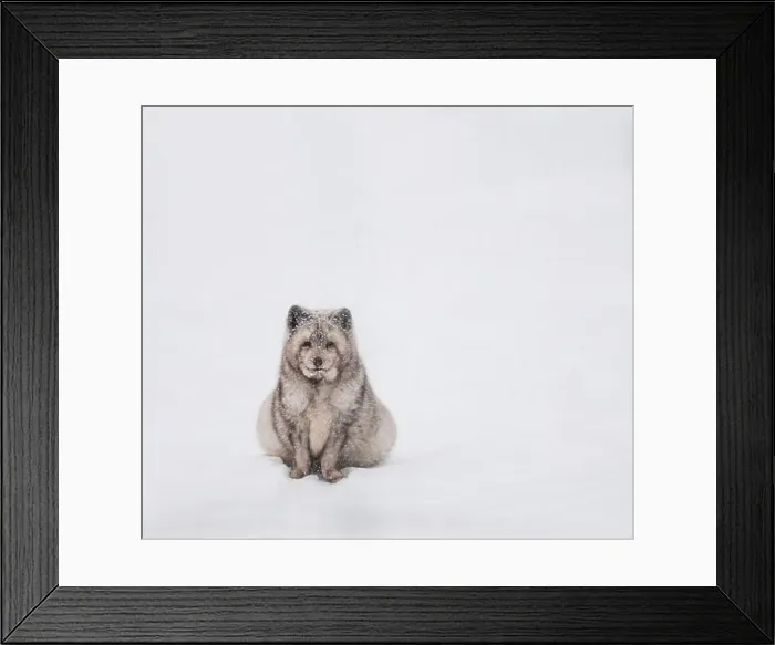 Framed Print : Fluffy arctic fox sitting in the snow on a winter day in Canada Framed Print : Fluffy arctic fox sitting in the snow on a winter day in Canada