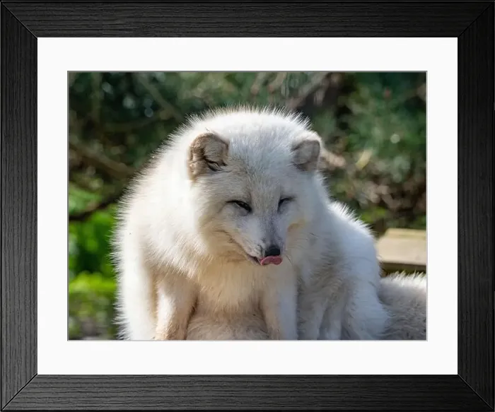 Framed Print : Cute white fox muzzle close-up, in the winter fur. Sleeping Arctic Fox enjoying the springtime sunlight Framed Print : Cute white fox muzzle close-up, in the winter fur. Sleeping Arctic Fox enjoying the springtime sunlight