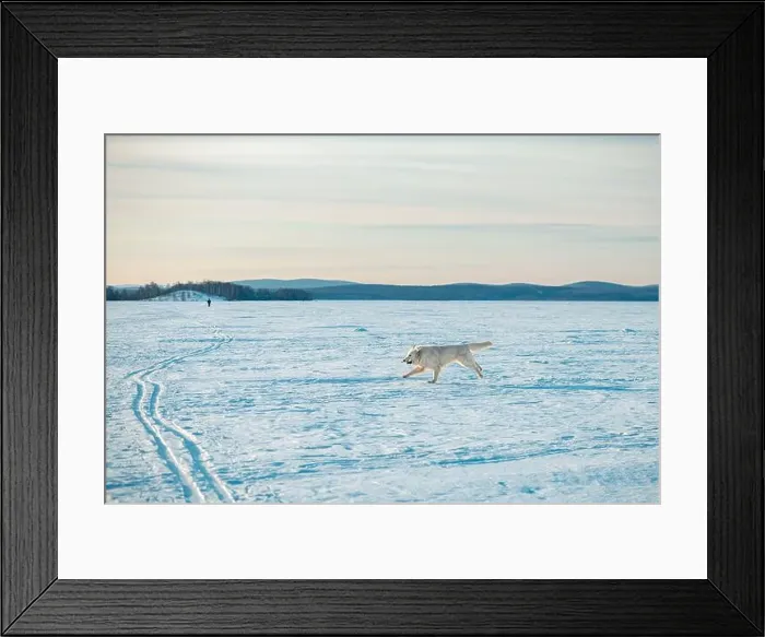 Framed Print : The White German Shepherd Dog walks in winter on a lake covered with ice and snow Framed Print : The White German Shepherd Dog walks in winter on a lake covered with ice and snow