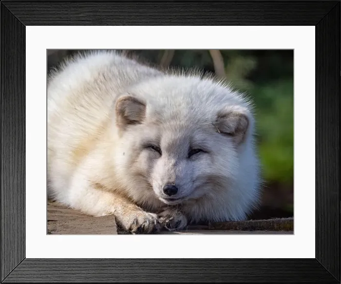 Framed Print : Cute white fox muzzle close-up, in the winter fur. Sleeping Arctic Fox enjoying the springtime sunlight Framed Print : Cute white fox muzzle close-up, in the winter fur. Sleeping Arctic Fox enjoying the springtime sunlight
