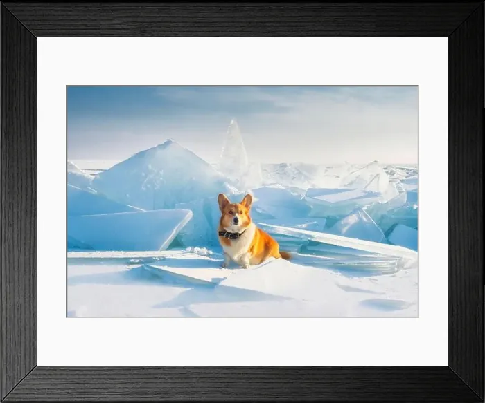 Framed Print : Red dog of the Pembroke Welsh Corgi breed in an Arctic winter landscape, in ice hummocks in the snow Framed Print : Red dog of the Pembroke Welsh Corgi breed in an Arctic winter landscape, in ice hummocks in the snow