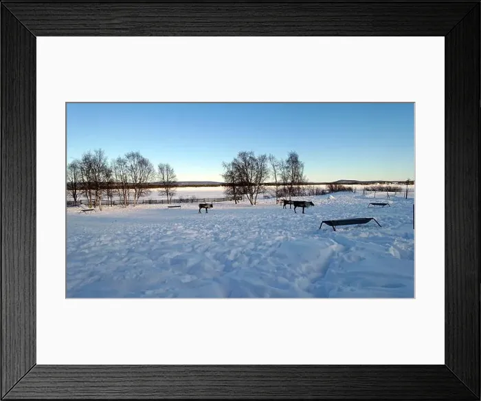 Framed Print : Reindeers rest in the north of Sweden full of snow