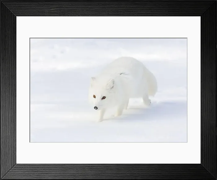 Framed Print : Arctic fox Vulpes lagopus, adult in winter coat, walking in snow, controlled conditions