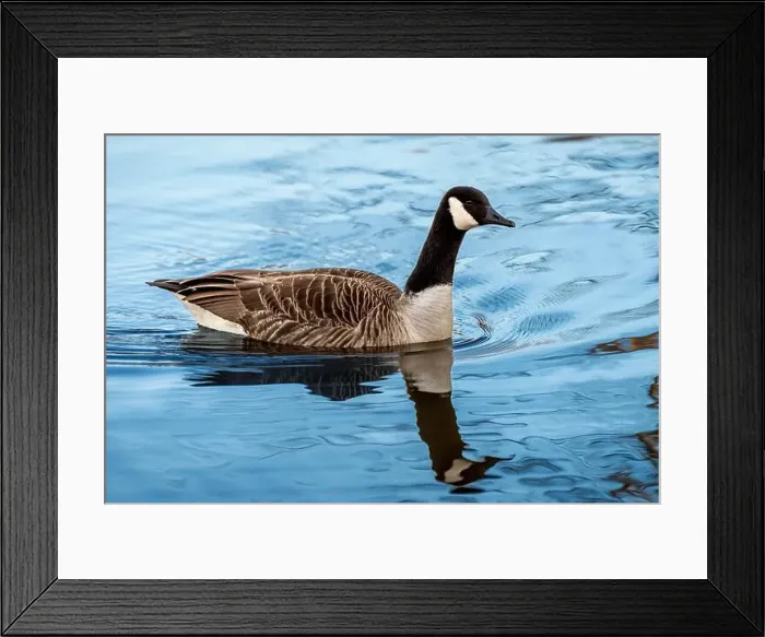 Framed Print : Swimming Goose Framed Print : Swimming Goose