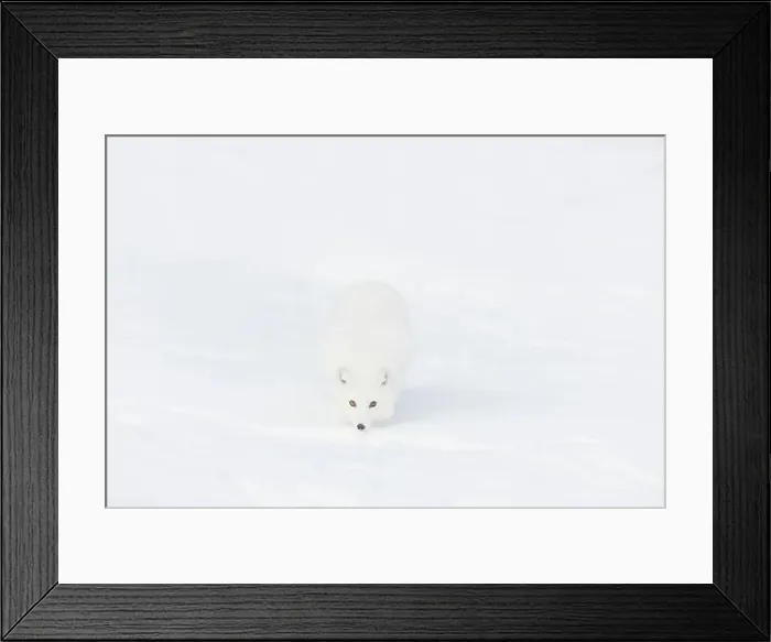 Framed Print : Arctic fox Vulpes lagopus, adult in winter coat, walking in snow, controlled conditions Framed Print : Arctic fox Vulpes lagopus, adult in winter coat, walking in snow, controlled conditions