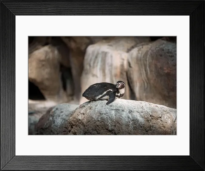 Framed Print : Penguin perched on rock near waterfall in nature Framed Print : Penguin perched on rock near waterfall in nature
