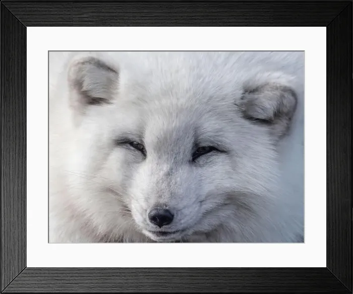 Framed Print : Cute white fox muzzle close-up, in the winter fur. Sleeping Arctic Fox enjoying the springtime sunlight Framed Print : Cute white fox muzzle close-up, in the winter fur. Sleeping Arctic Fox enjoying the springtime sunlight