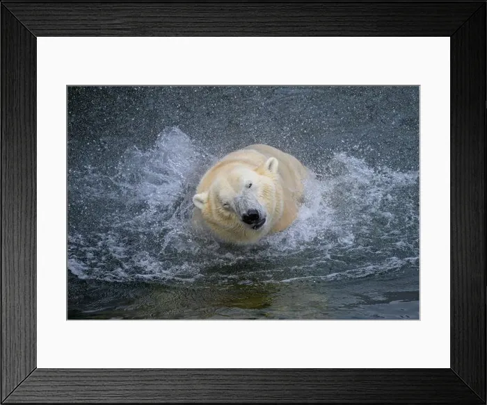Framed Print : Portrait of a polar bear (Ursus maritimus) in the water in a zoo, splashing water Framed Print : Portrait of a polar bear (Ursus maritimus) in the water in a zoo, splashing water