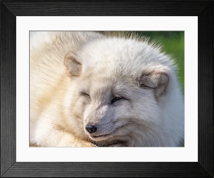 Framed Print : Cute white fox muzzle close-up, in the winter fur. Sleeping Arctic Fox enjoying the springtime sunlight Framed Print : Cute white fox muzzle close-up, in the winter fur. Sleeping Arctic Fox enjoying the springtime sunlight