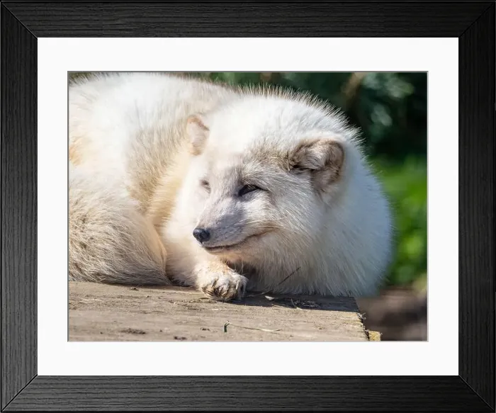 Framed Print : Cute white fox muzzle close-up, in the winter fur. Sleeping Arctic Fox enjoying the springtime sunlight Framed Print : Cute white fox muzzle close-up, in the winter fur. Sleeping Arctic Fox enjoying the springtime sunlight