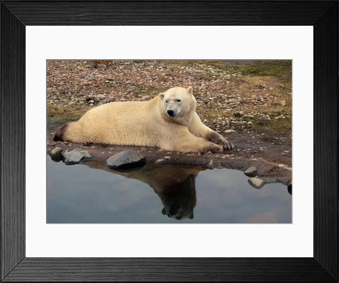 Framed Print : Polar bear close-up at the zoo. A large male polar bear Framed Print : Polar bear close-up at the zoo. A large male polar bear