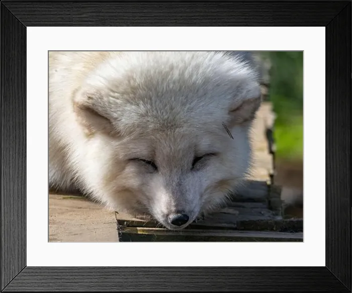 Framed Print : Cute white fox muzzle close-up, in the winter fur. Sleeping Arctic Fox enjoying the springtime sunlight Framed Print : Cute white fox muzzle close-up, in the winter fur. Sleeping Arctic Fox enjoying the springtime sunlight