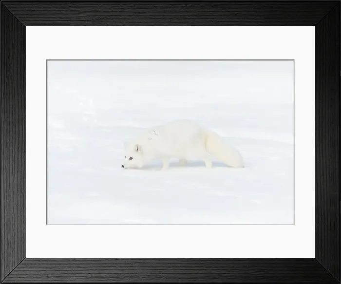 Framed Print : Arctic fox Vulpes lagopus, adult in winter coat, walking in snow, controlled conditions Framed Print : Arctic fox Vulpes lagopus, adult in winter coat, walking in snow, controlled conditions