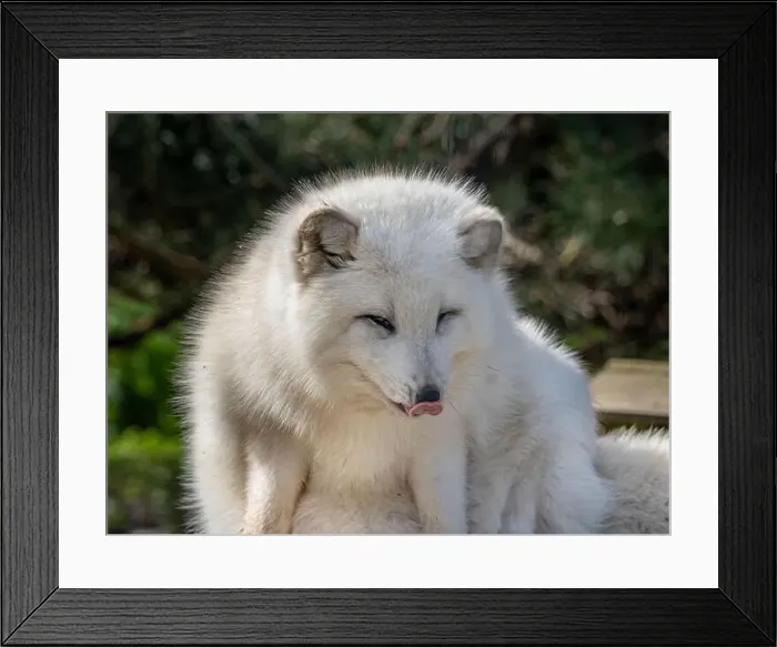 Framed Print : Cute white fox muzzle close-up, in the winter fur. Sleeping Arctic Fox enjoying the springtime sunlight Framed Print : Cute white fox muzzle close-up, in the winter fur. Sleeping Arctic Fox enjoying the springtime sunlight