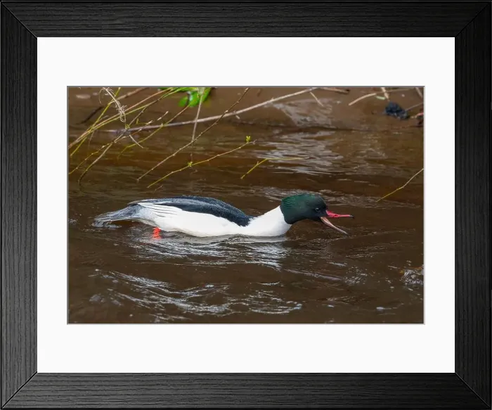 Framed Print : Drake Goosander (Mergus merganser) on a fast flowing river in the Peak District England Framed Print : Drake Goosander (Mergus merganser) on a fast flowing river in the Peak District England