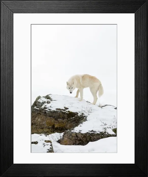Framed Print : Arctic wolf Canis lupus arctos, adult standing on snow covered rocks, controlled conditions Framed Print : Arctic wolf Canis lupus arctos, adult standing on snow covered rocks, controlled conditions