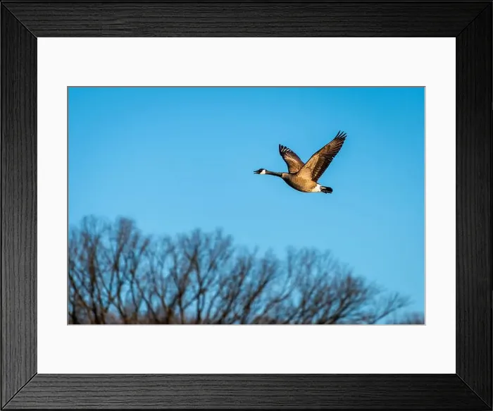 Framed Print : Canadian Goose in Flight Framed Print : Canadian Goose in Flight