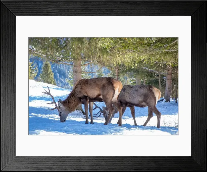 Framed Print : Two deer Cervus elaphus in the wild, natural environment in winter Framed Print : Two deer Cervus elaphus in the wild, natural environment in winter