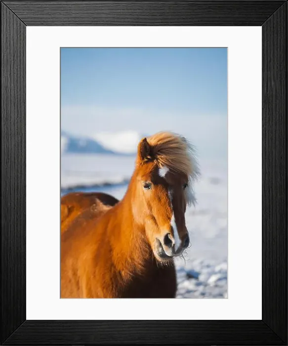 Framed Print : A chestnut Icelandic horse, with a striking blonde mane Framed Print : A chestnut Icelandic horse, with a striking blonde mane