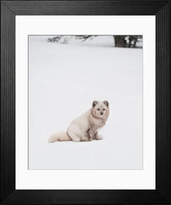 Framed Print : White arctic fox sitting in the snow on a winter day in Canada Framed Print : White arctic fox sitting in the snow on a winter day in Canada