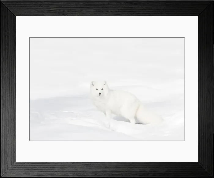 Framed Print : Arctic fox Vulpes lagopus, adult in winter coat, standing in snow, controlled conditions Framed Print : Arctic fox Vulpes lagopus, adult in winter coat, standing in snow, controlled conditions