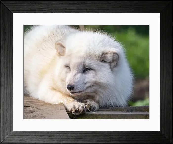 Framed Print : Cute white fox muzzle close-up, in the winter fur. Sleeping Arctic Fox enjoying the springtime sunlight Framed Print : Cute white fox muzzle close-up, in the winter fur. Sleeping Arctic Fox enjoying the springtime sunlight