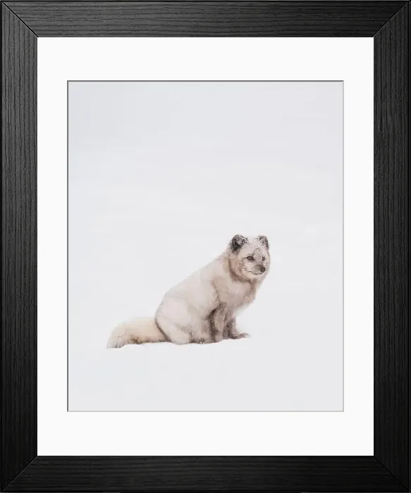 Framed Print : White arctic fox sitting in the snow on a winter day in Canada Framed Print : White arctic fox sitting in the snow on a winter day in Canada