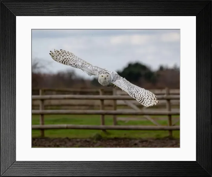 Framed Print : A majestic snowy owl flying over a field near a wooden fence Framed Print : A majestic snowy owl flying over a field near a wooden fence