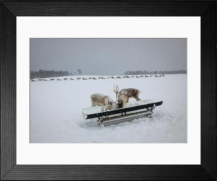 Framed Print : Reindeer eating from a trough in a winter landscape on a Saami farm above the artcic circle near Tromso, Norway Framed Print : Reindeer eating from a trough in a winter landscape on a Saami farm above the artcic circle near Tromso, Norway