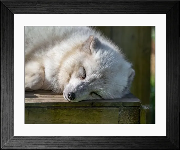 Framed Print : Cute white fox muzzle close-up, in the winter fur. Sleeping Arctic Fox enjoying the springtime sunlight Framed Print : Cute white fox muzzle close-up, in the winter fur. Sleeping Arctic Fox enjoying the springtime sunlight