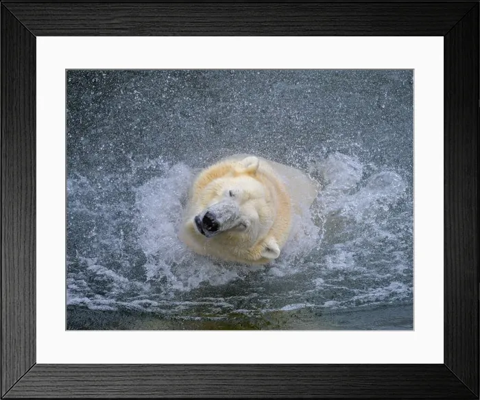 Framed Print : Portrait of a polar bear (Ursus maritimus) in the water in a zoo, splashing water Framed Print : Portrait of a polar bear (Ursus maritimus) in the water in a zoo, splashing water